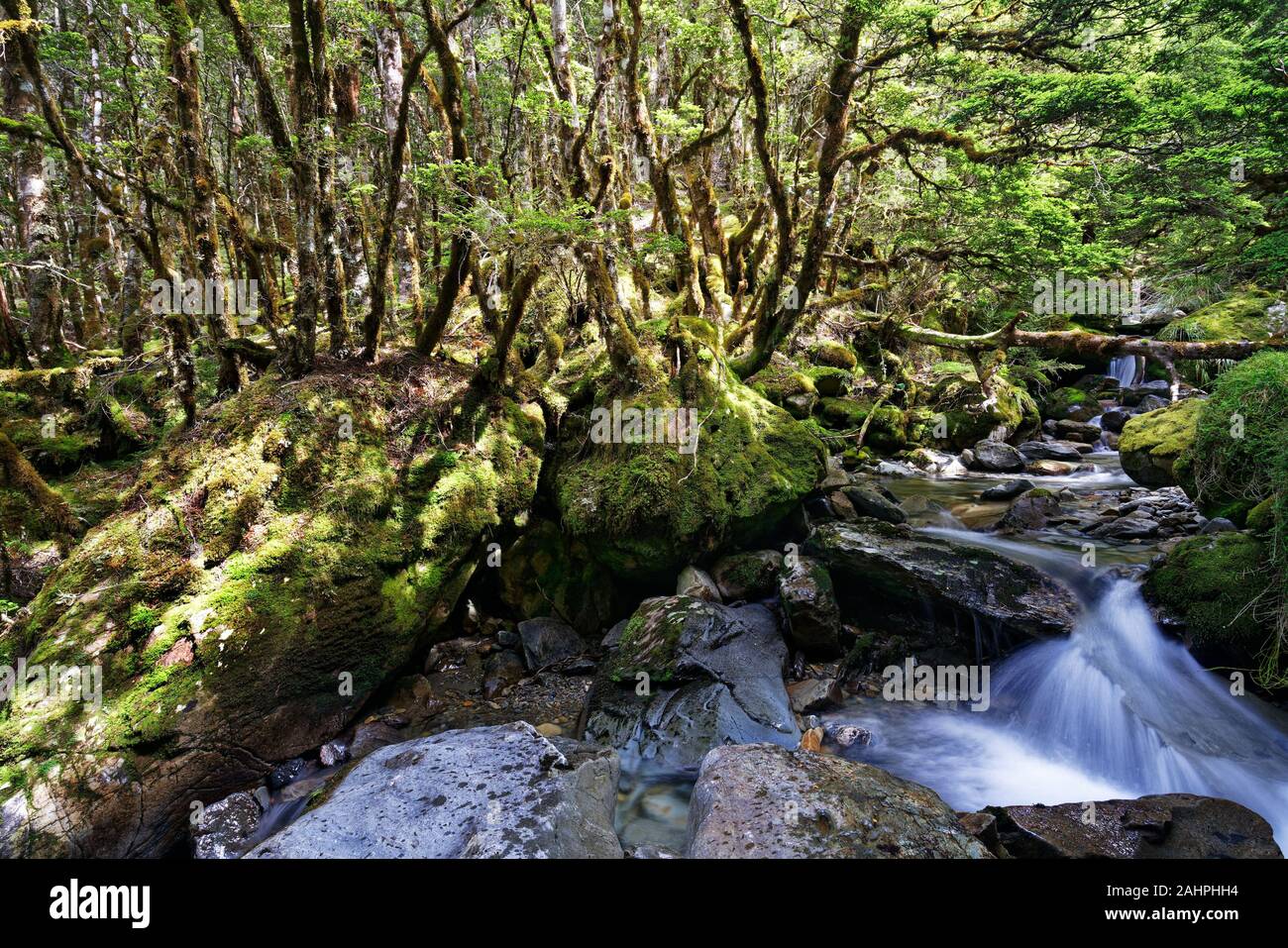 Unbenannte Creek und bemoosten grünen Felsbrocken in der Kahurangi National Park, Neuseeland. Stockfoto