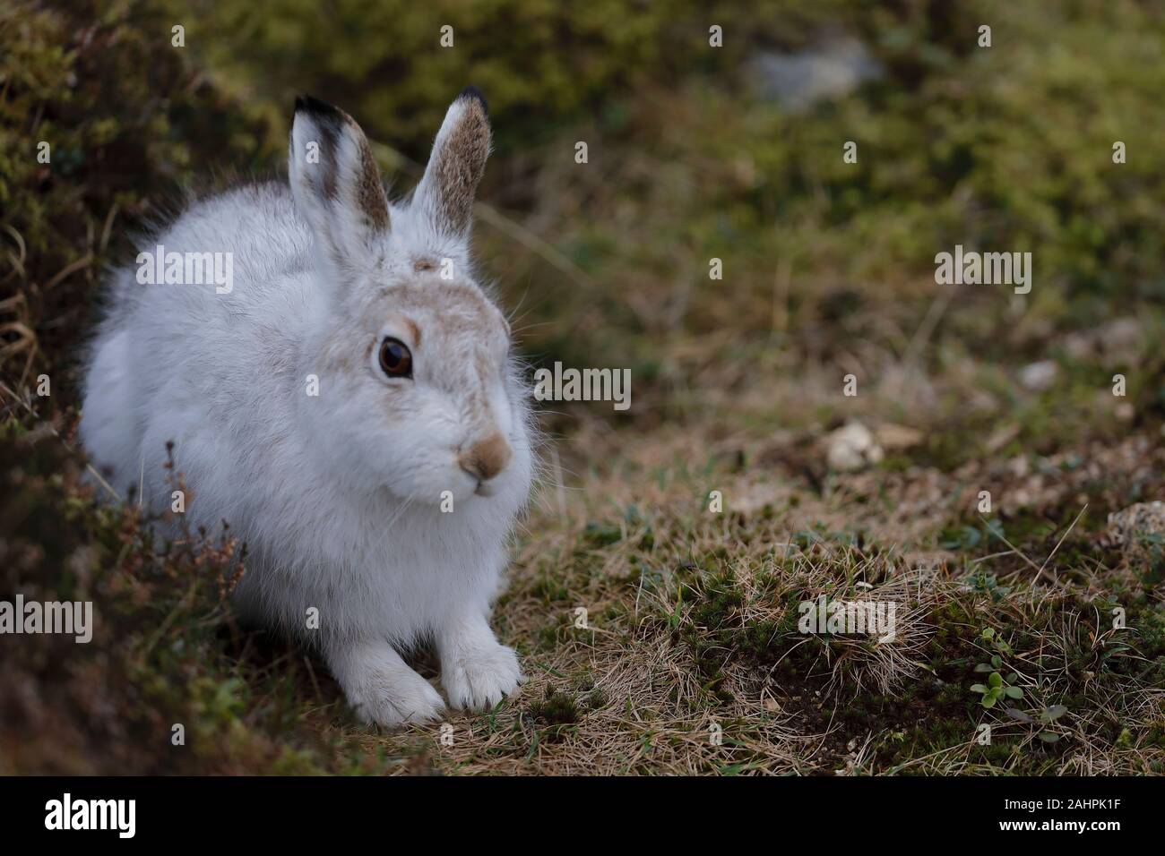 Der Berghare, auch Blauer Hase, Tundrahare, variabler Hase, weißer Hase, Schneehare, alpiner Hase und irischer Hase genannt, ist ein paläarktischer Hase Stockfoto