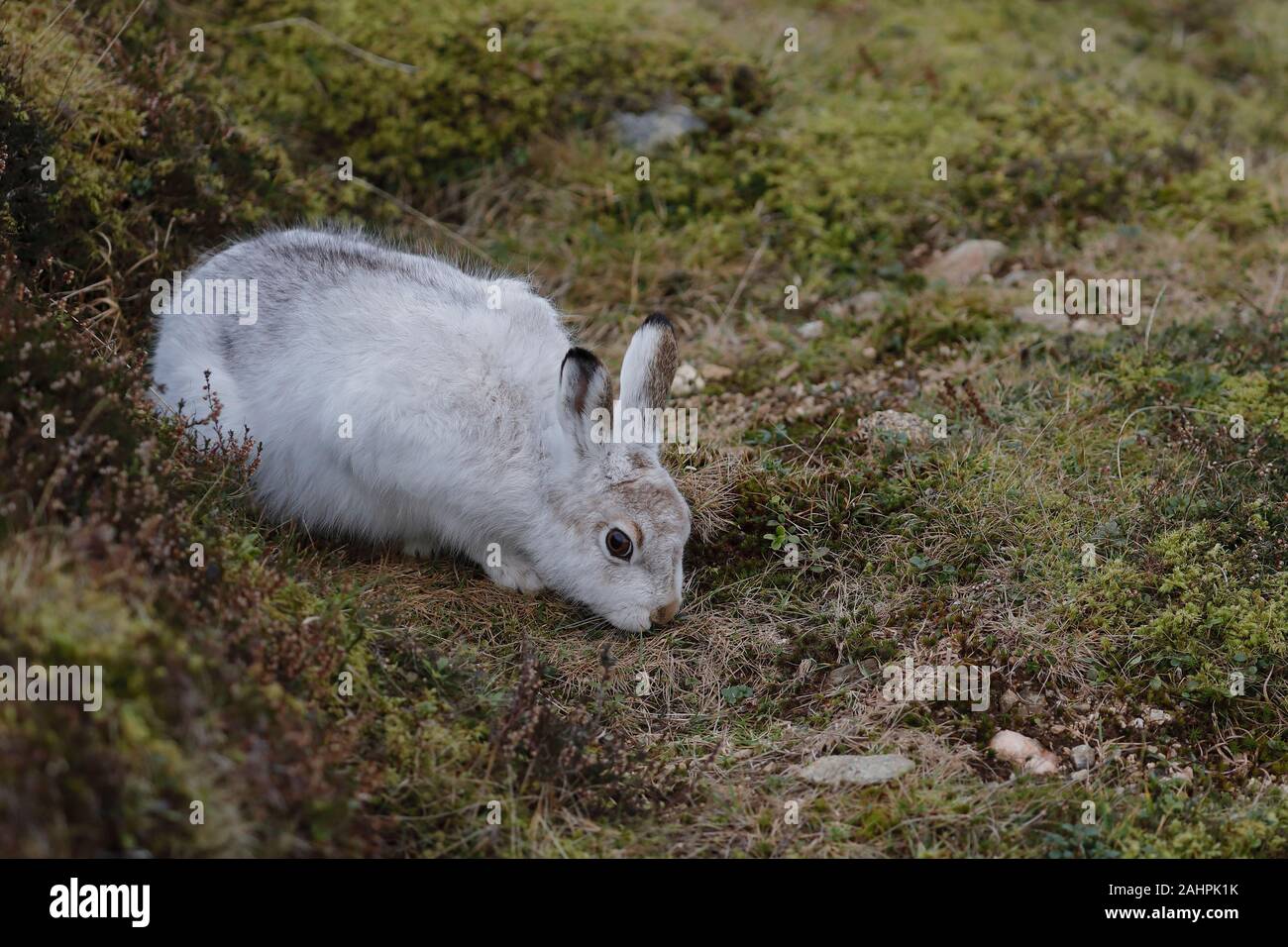 Der Berghare, auch Blauer Hase, Tundrahare, variabler Hase, weißer Hase, Schneehare, alpiner Hase und irischer Hase genannt, ist ein paläarktischer Hase Stockfoto