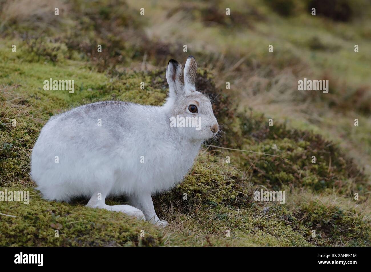 Der Berghare, auch Blauer Hase, Tundrahare, variabler Hase, weißer Hase, Schneehare, alpiner Hase und irischer Hase genannt, ist ein paläarktischer Hase Stockfoto