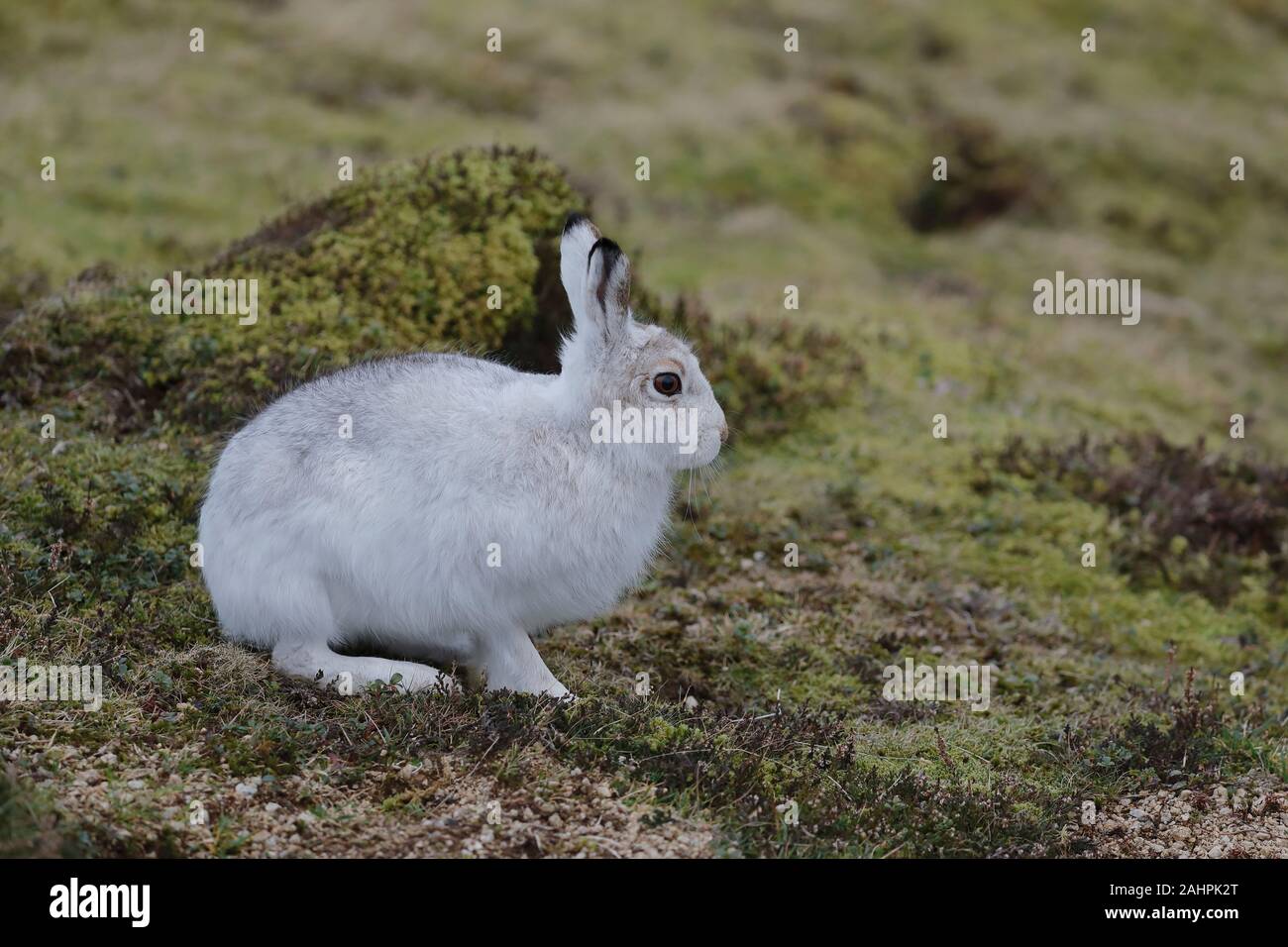 Der Berghare, auch Blauer Hase, Tundrahare, variabler Hase, weißer Hase, Schneehare, alpiner Hase und irischer Hase genannt, ist ein paläarktischer Hase Stockfoto