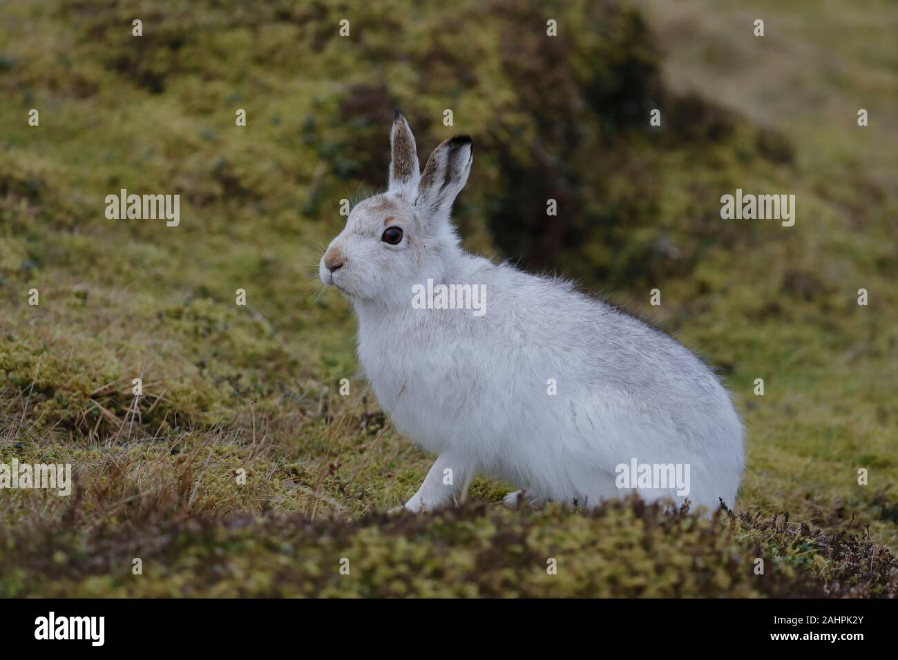Der Berghare, auch Blauer Hase, Tundrahare, variabler Hase, weißer Hase, Schneehare, alpiner Hase und irischer Hase genannt, ist ein paläarktischer Hase Stockfoto