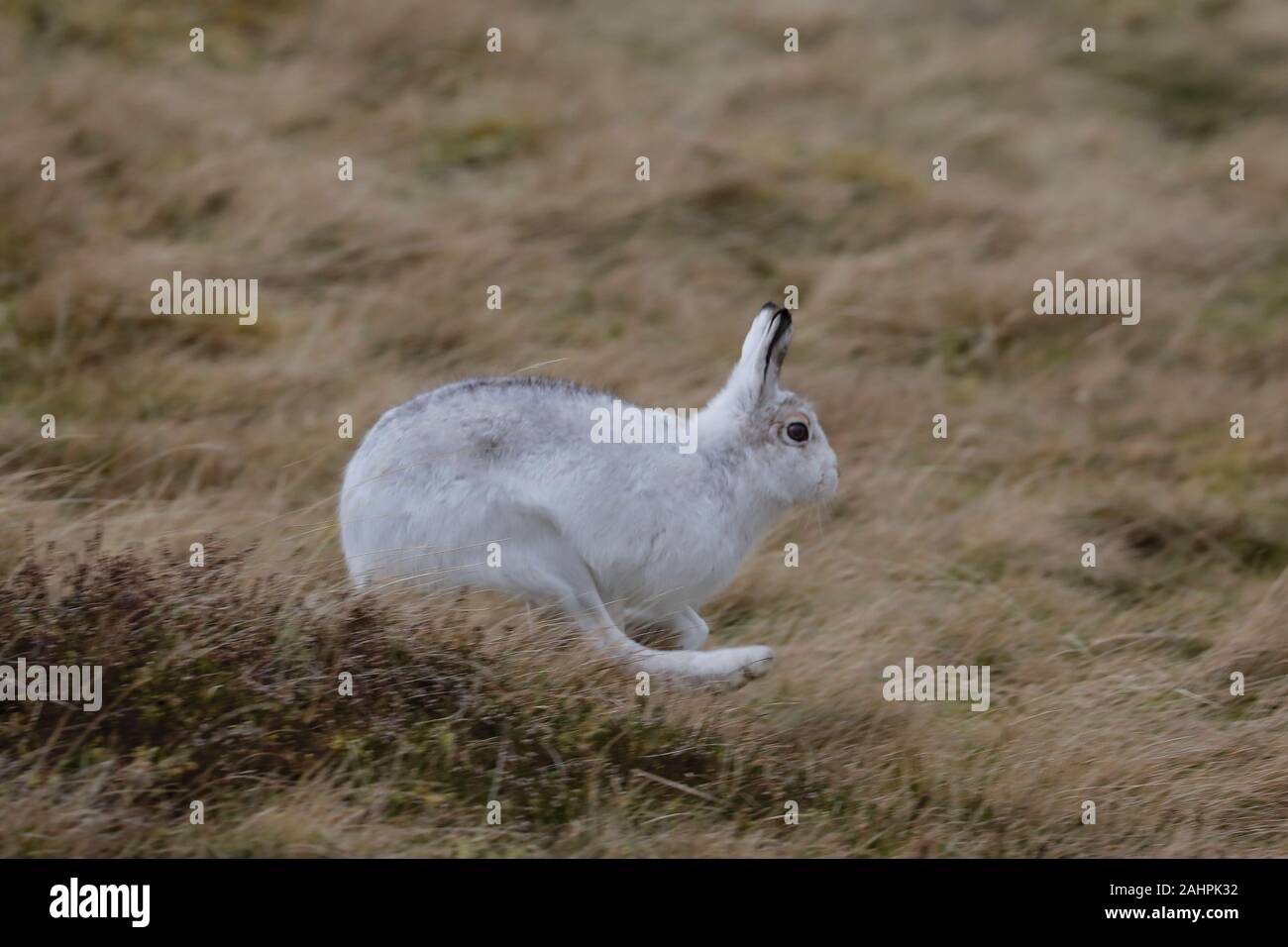 Der Berghare, auch Blauer Hase, Tundrahare, variabler Hase, weißer Hase, Schneehare, alpiner Hase und irischer Hase genannt, ist ein paläarktischer Hase Stockfoto