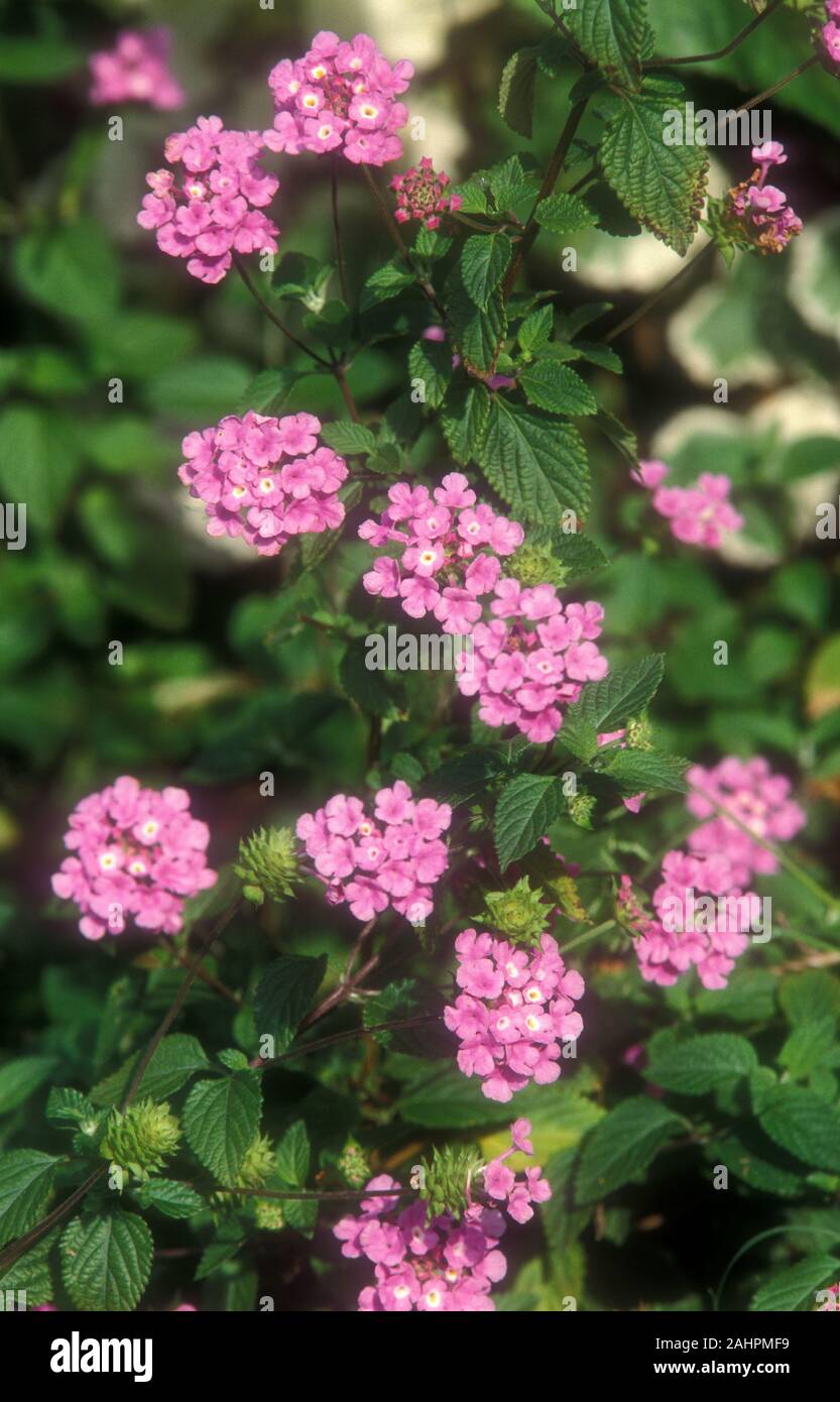 PINK LANTANA MONTEVIDENSIS IST EIN NIEDRIGER UND AUSBREITENDER STRAUCH MIT DICHTEM WUCHSVERHALTEN. Stockfoto