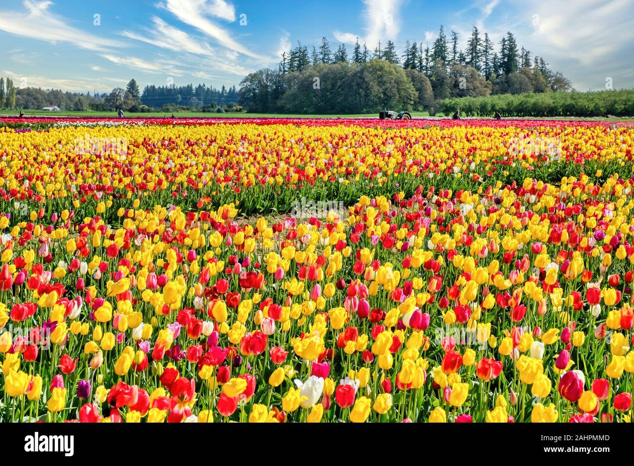 Die jährlichen Tulip Fest am Holzschuh Tulip Farm, in Woodburn, Oregon gelegen, wird am 20. März 2020 beginnen und in der ersten Woche im Mai. Stockfoto