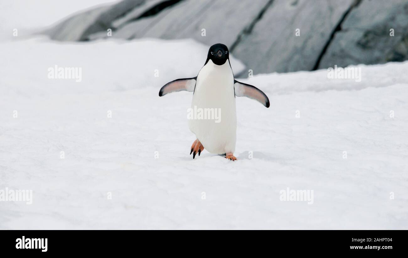 Petermann Island in der Antarktis, einer Adélie penguin Wandern im Schnee. Stockfoto