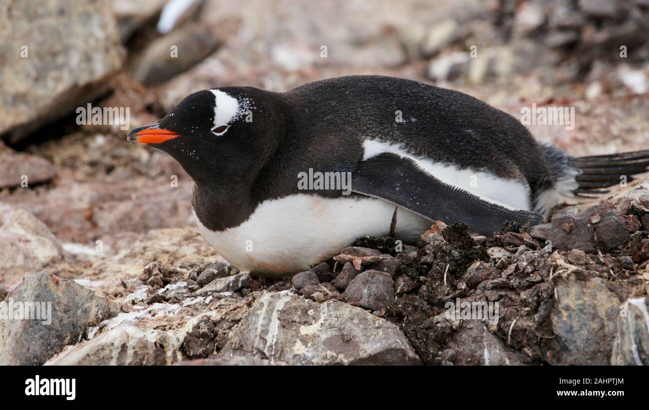 Petermann Island in der Antarktis, Gentoo Pinguin auf dem Nest aus kleinen Steinen. Stockfoto