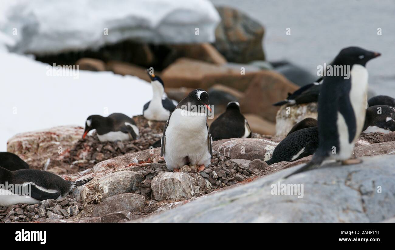 Ein Gentoo Pinguin steht über das Nest mit zwei Eiern sichtbar. Petermann Island in der Antarktis. Auch ein Adélie penguin und ein blauäugiger Kormoran. Stockfoto