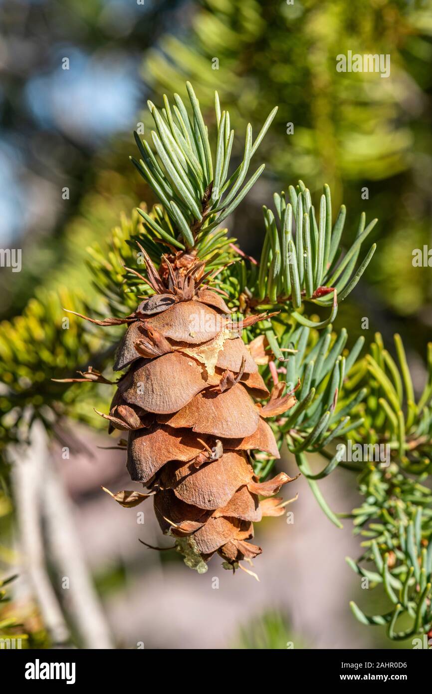 A Pine Cone von einem Baum in der Wüste Wald von Südwesten hängt. Stockfoto