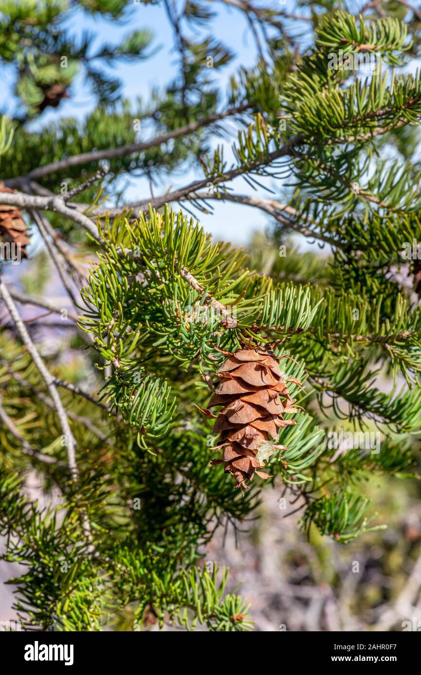 A Pine Cone von einem Baum in der Wüste Wald von Südwesten hängt. Stockfoto