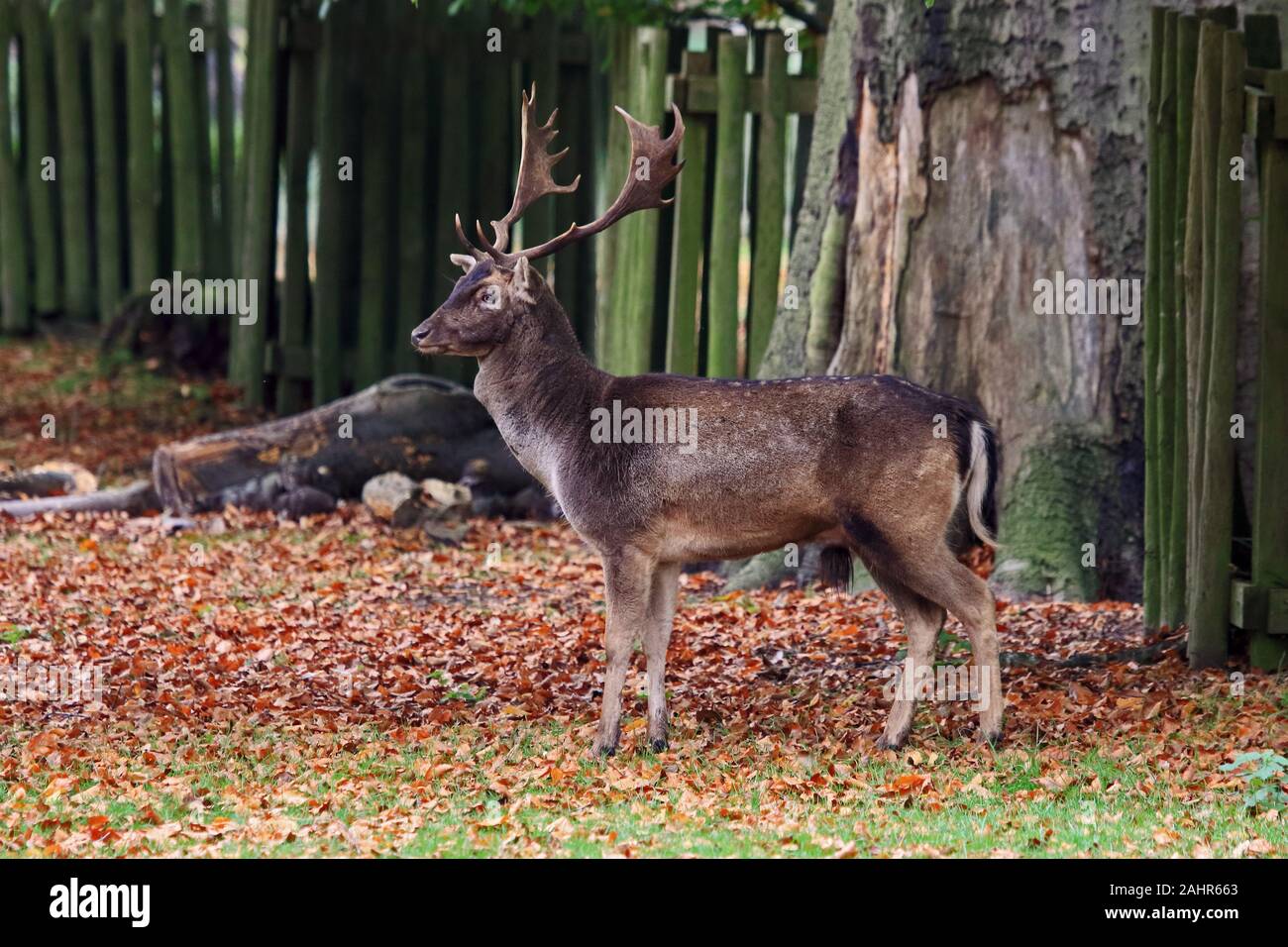 Reife männliche Damwild Stockfoto