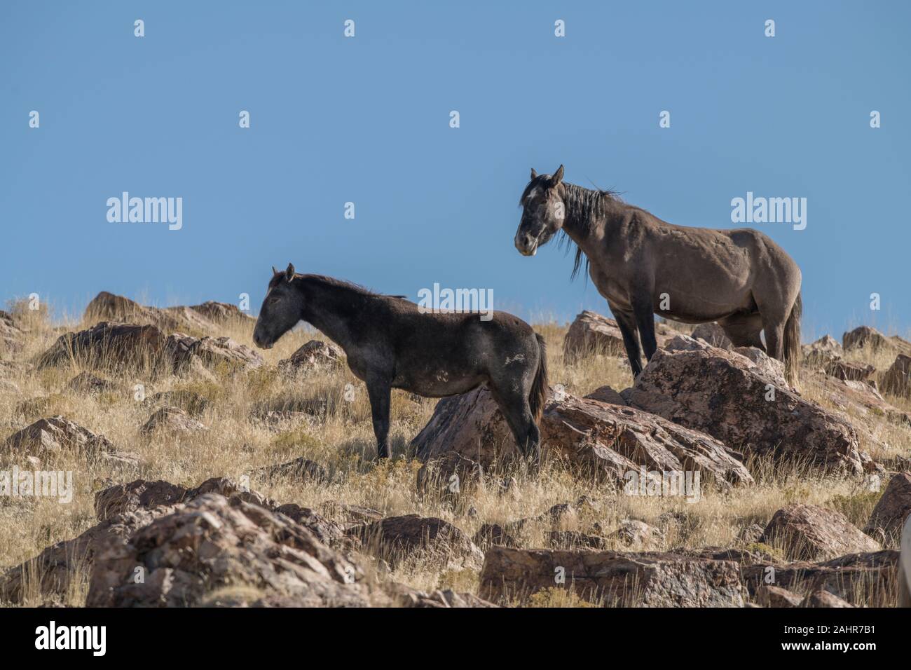 Wilde Pferde, West Desert, Utah Stockfoto