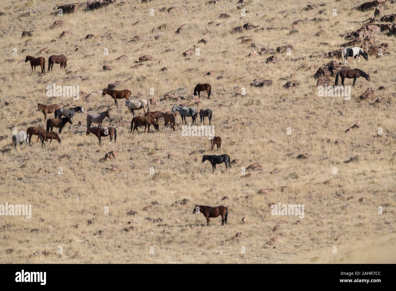 Wilde Pferde, West Desert, Utah Stockfoto