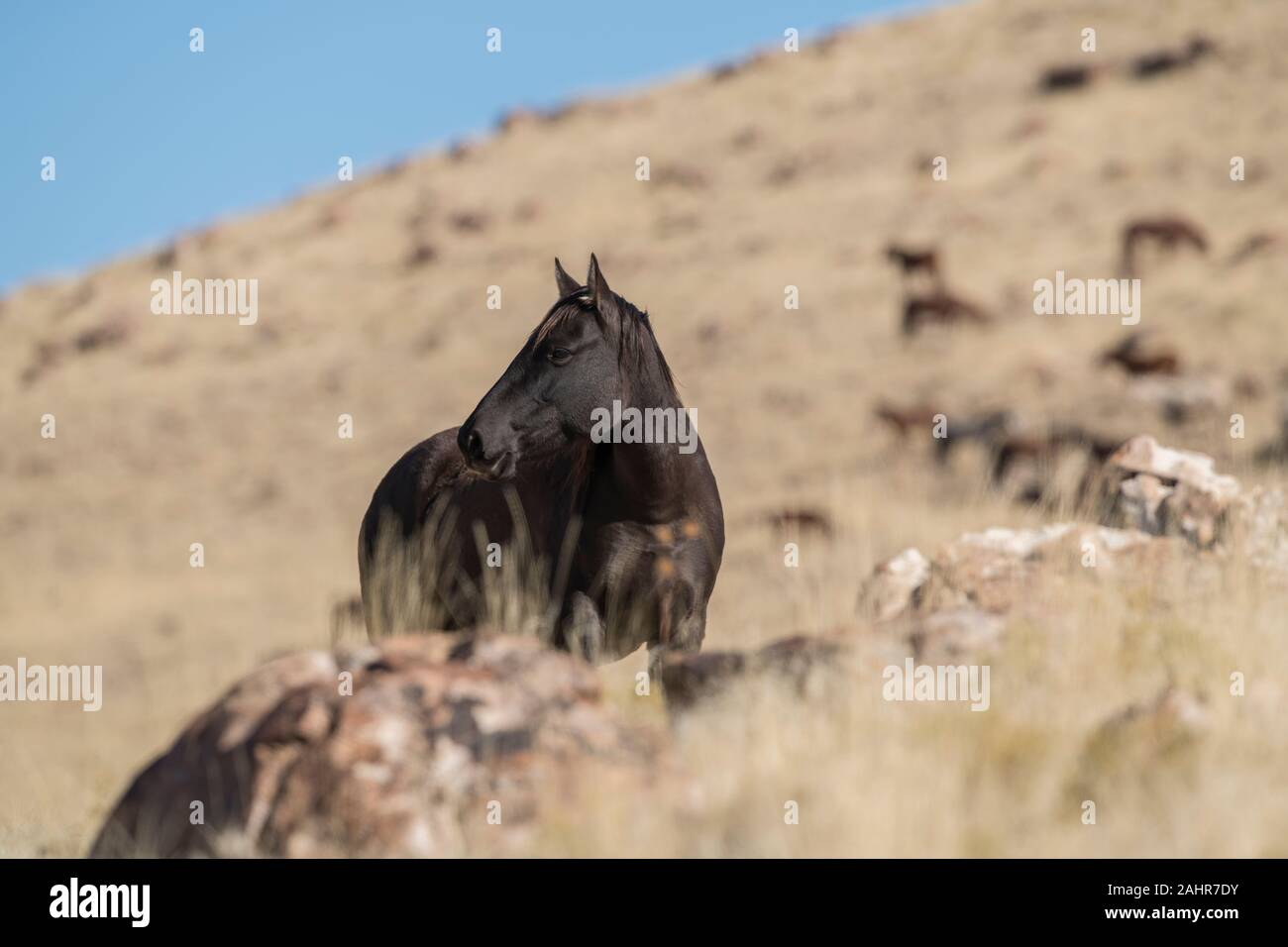 Wilde Pferde, West Desert, Utah Stockfoto