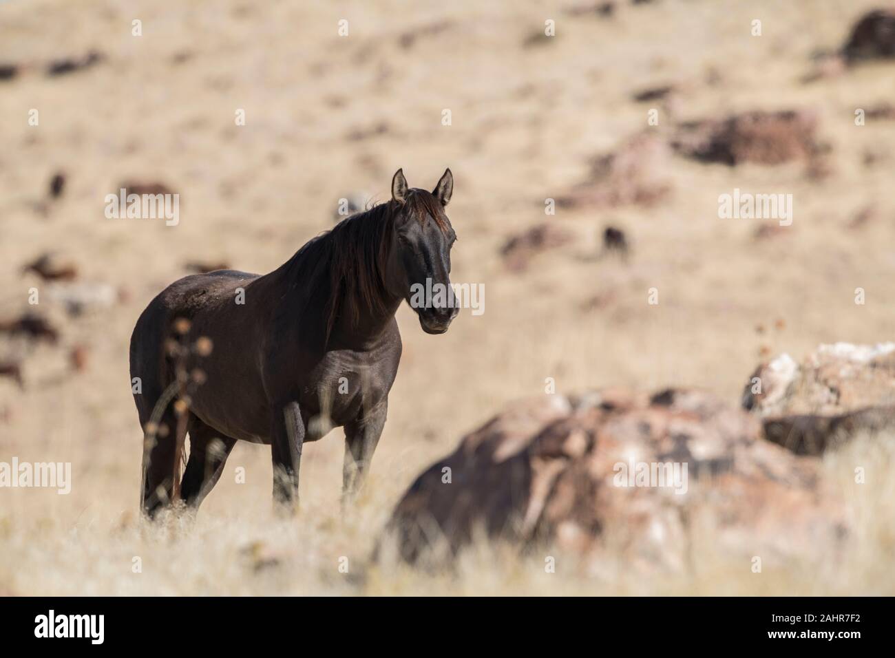 Wilde Pferde, West Desert, Utah Stockfoto