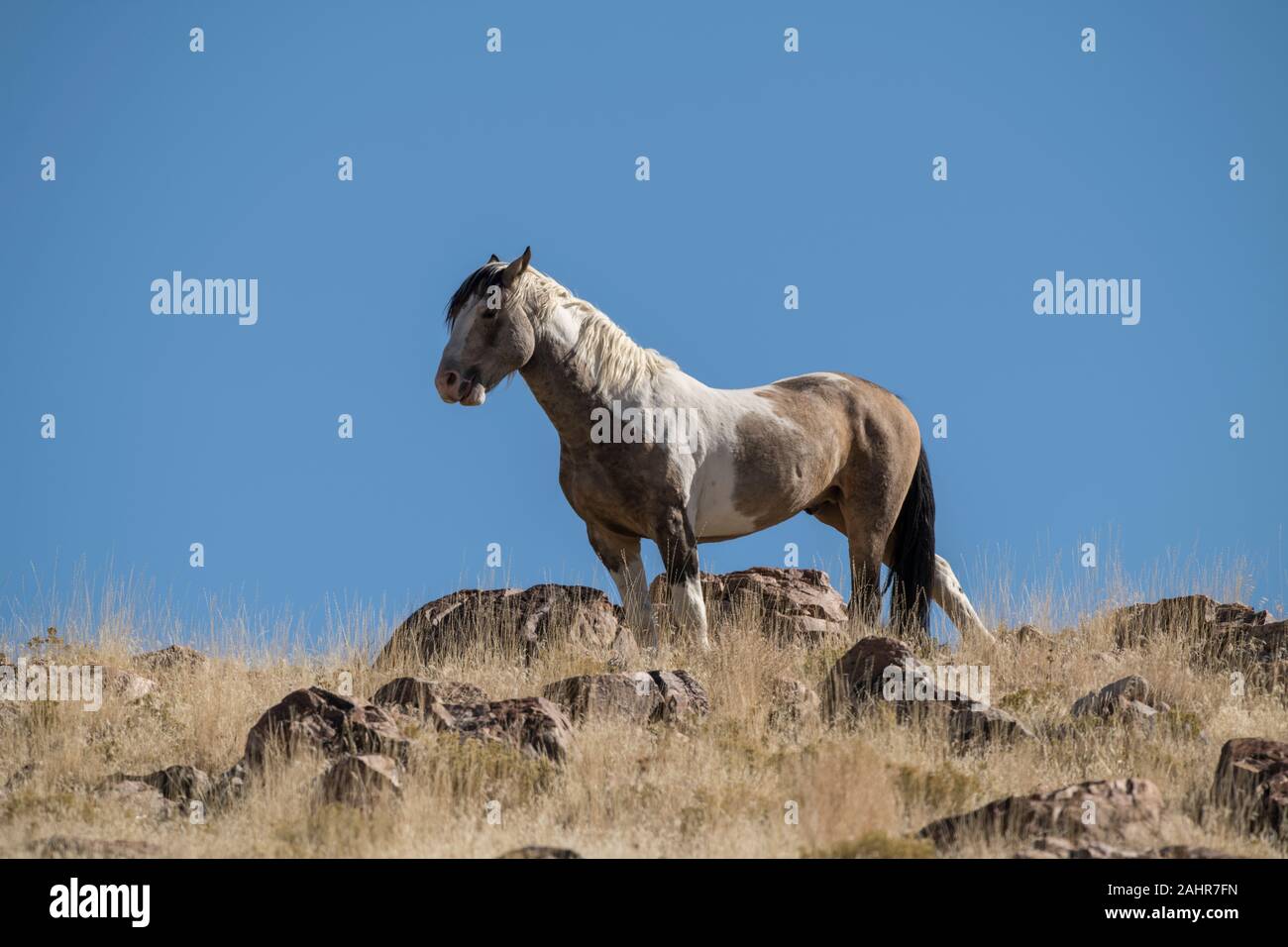 Wilde Pferde, West Desert, Utah Stockfoto
