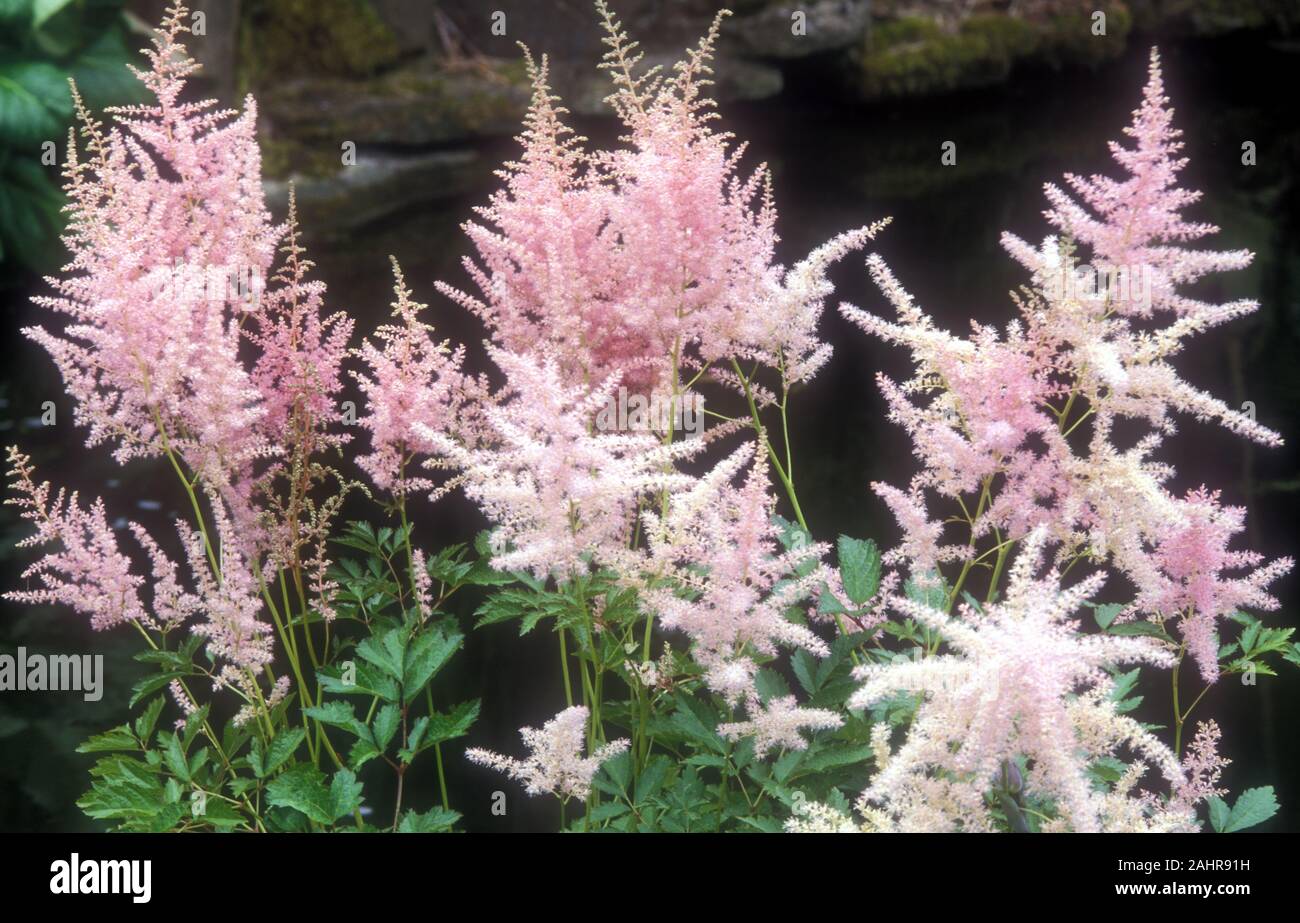 ROSA ASTILBE „VENUS“. ASTYLBE SIND WEIT VERBREITET AN SCHATTEN- UND WASSERBEDINGUNGEN ANGEPASST. AUCH ALS FALSCHER ZIEGENBART BEKANNT Stockfoto