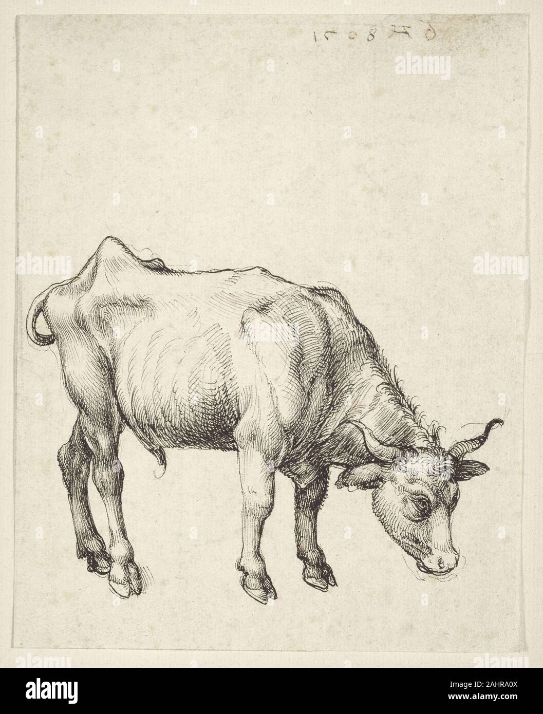 Albrecht Dürer. Junge Bull. 1508. Deutschland. Feder und schwarzer Tinte auf Elfenbein bütten von einem frühen Alter, Albrecht Dürer angezeigt ein unruhiger Geist und außergewöhnliches Talent als Zeichner. Er wurde in Nürnberg geboren und zunächst als Goldschmied im Laden seines Vaters vor der Ausbildung mit dem Maler Michael Wolgemut ausgebildet. Einer seiner frühesten tierischen Zeichnungen, Jungen lenken zeigt das Thema Beweidung in einem unsichtbaren Bereich. Der Künstler sicher, Anschläge und Adept Schraffuren des Lenkventils der skulpturalen Form abzugrenzen, mit straffer Haut über einen starken und doch knöcherne Rahmen gespannt. Dürers präzise bauzeichnen erinnert an die Stockfoto