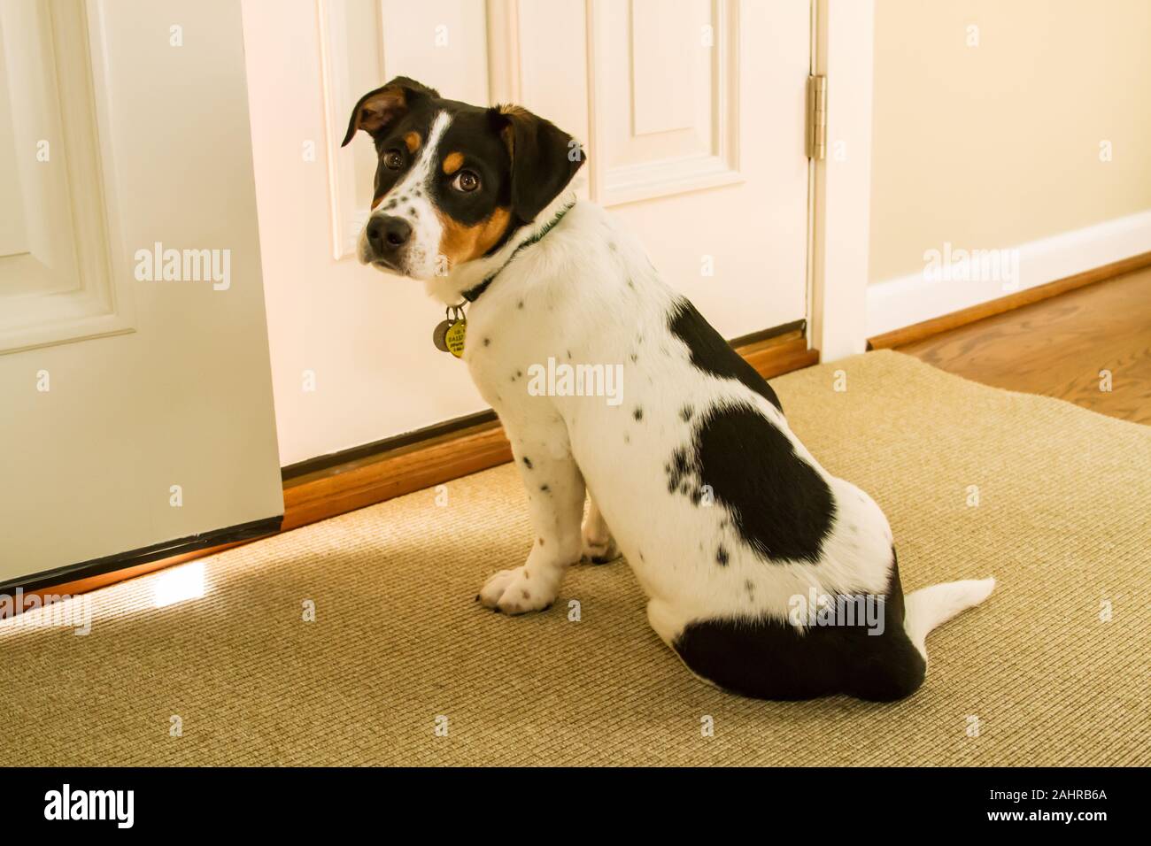 Vier Monate alter Welpe, Jersey, vor der Tür warten, nach draußen zu gehen, im westlichen Washington, USA. Jersey ist ein Fox Terrier/Jagdhund Mischling. Stockfoto