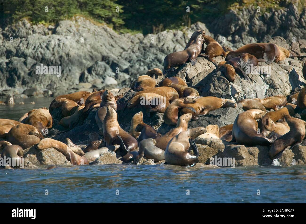 Northern Sea Lion oder Stellar Seelöwen-Kolonie auf Brothers Island in Fredericks Sound, Alaska, USA Stockfoto