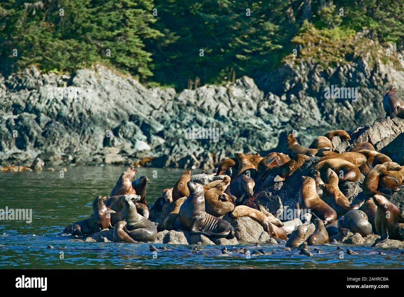 Northern Sea Lion oder Stellar Seelöwen-Kolonie auf Brothers Island in Fredericks Sound, Alaska, USA Stockfoto