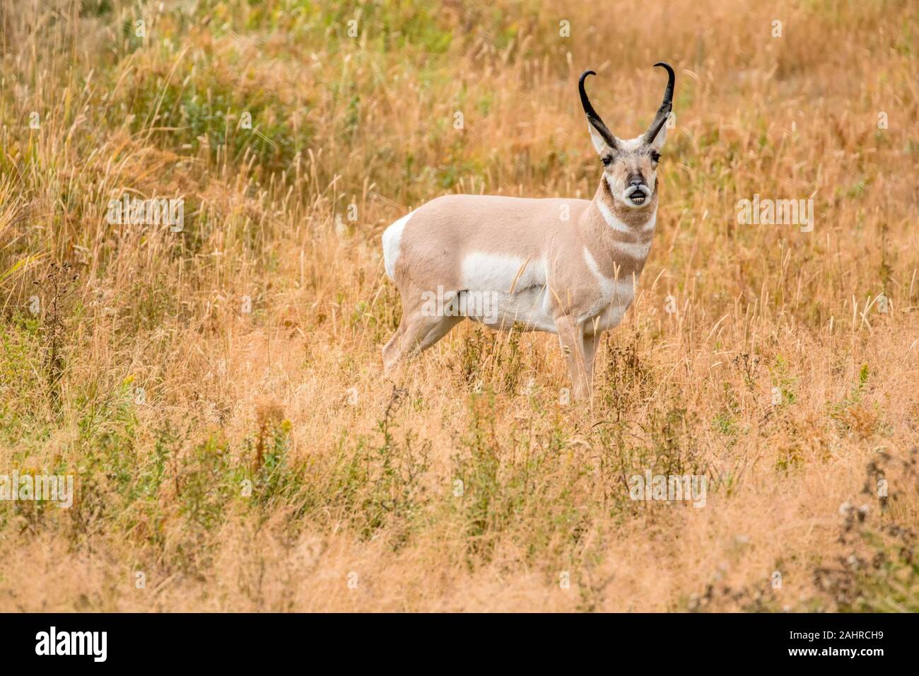 Männliche Pronghorn Antilope vocalizing im Yellowstone-Nationalpark, Wyoming, USA Stockfoto