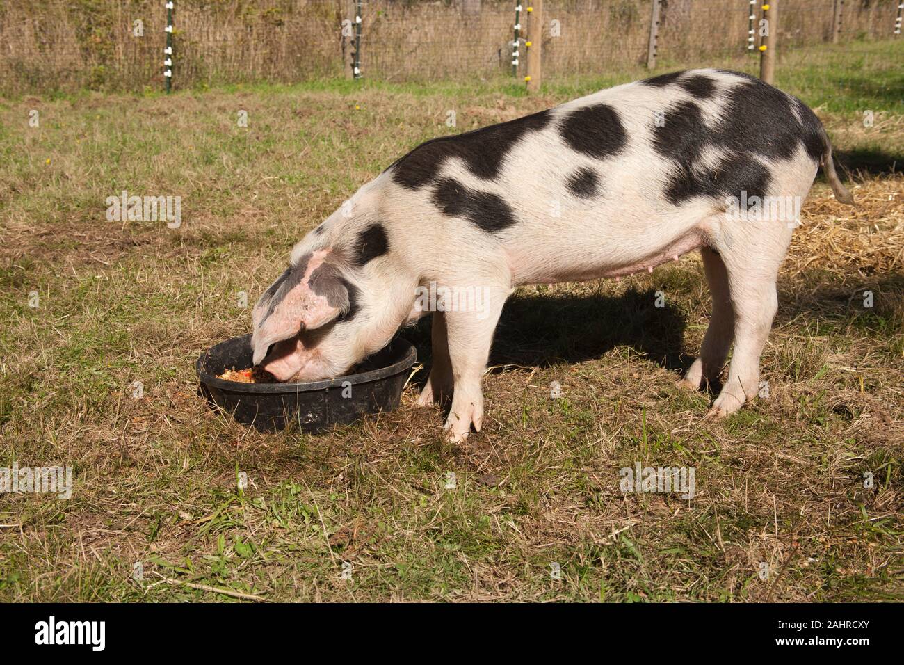 Gloucestershire alte Flecken Schwein essen in Carnation, Washington, USA. Der Gloucestershire alte Flecken ist eine historische Erbstück Schwein Rasse bekannt für seine Dist Stockfoto