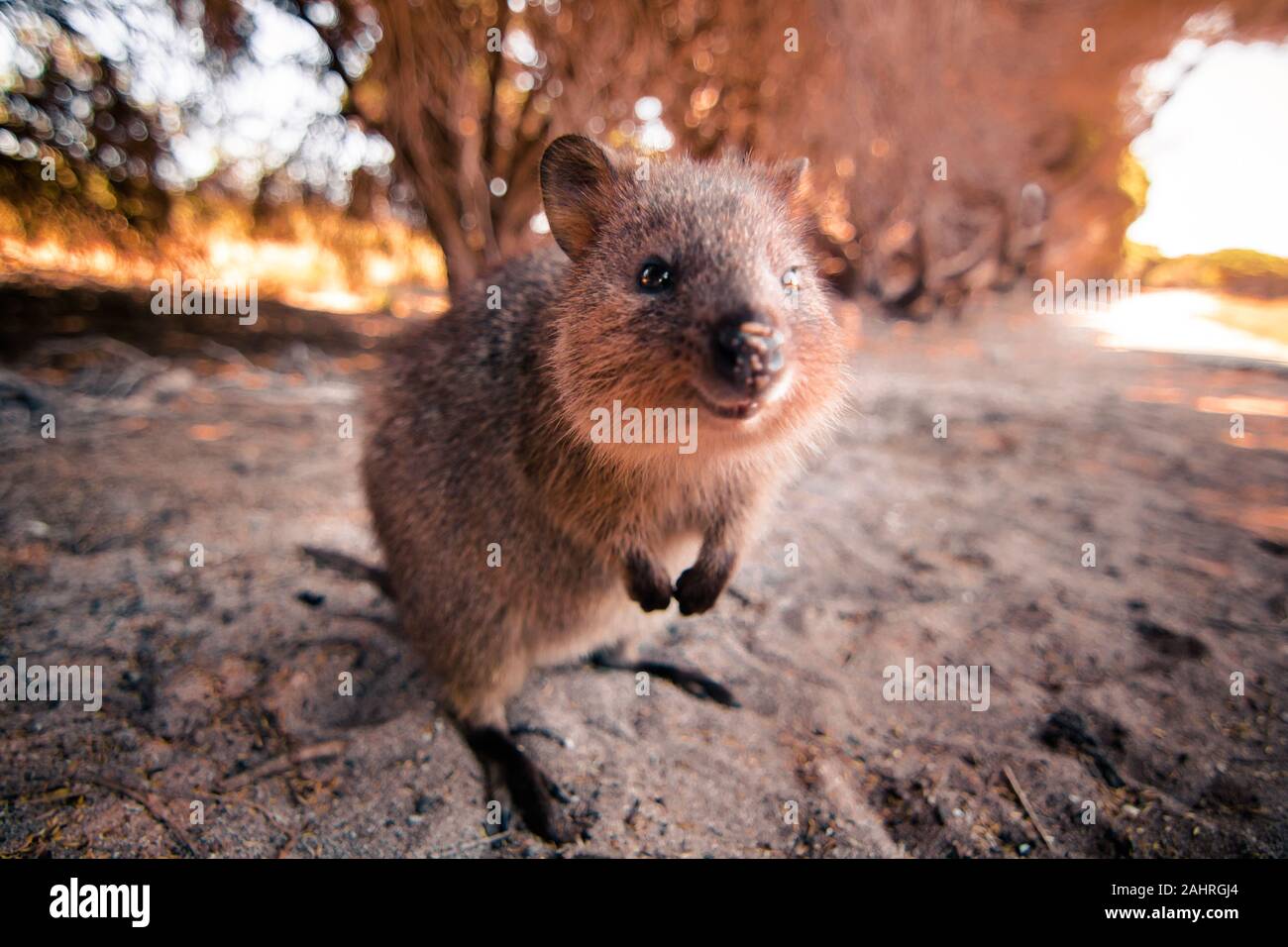 Lächelnd quokka interessiert und riechen die Linse der Kamera während eines wunderschönen Sonnenuntergang leuchtet Stockfoto