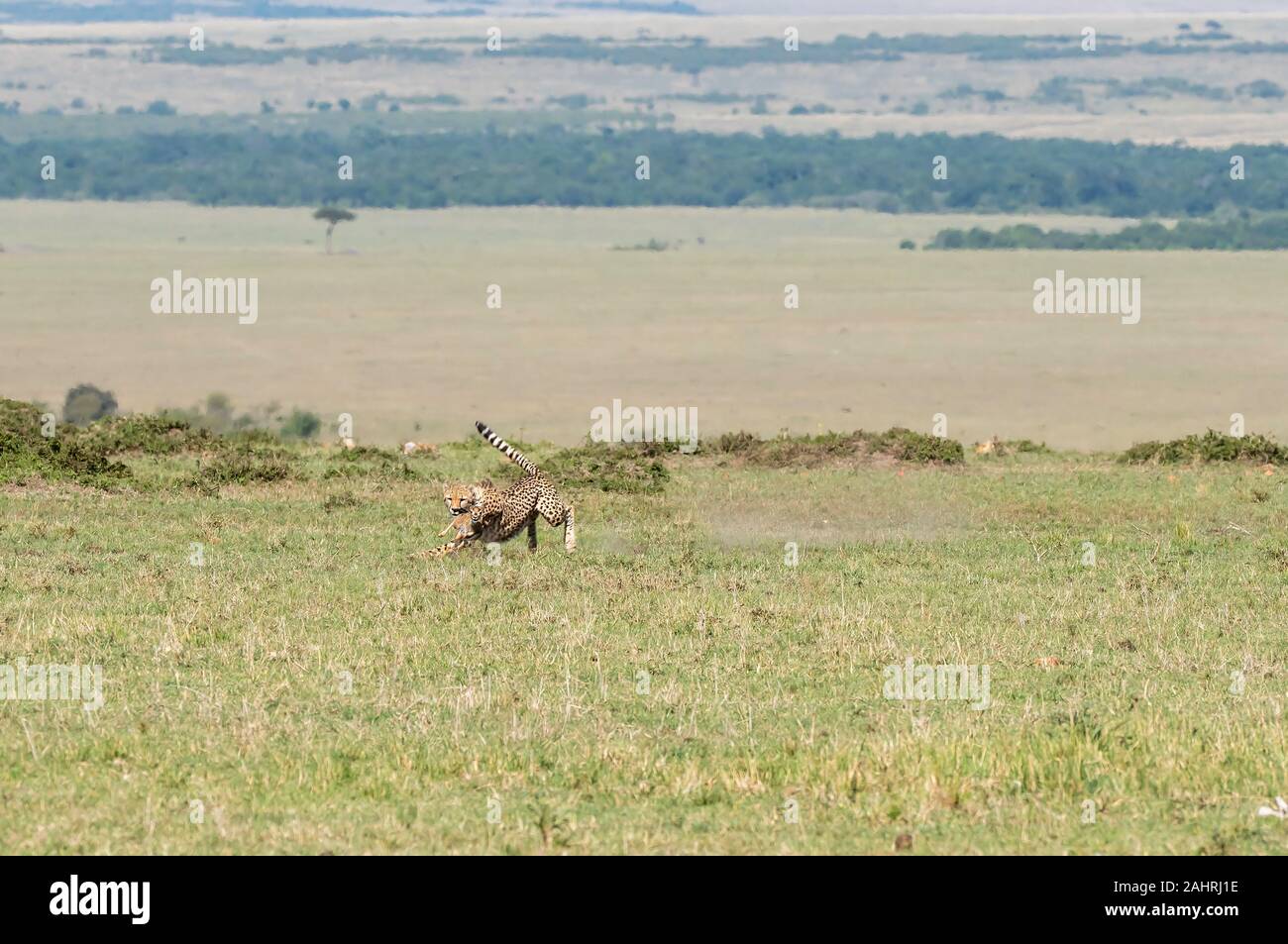 Drei Geparden jagen ein Baby Gazelle in den Ebenen Afrikas in Masai Mara National Reserve während einer Safari Stockfoto