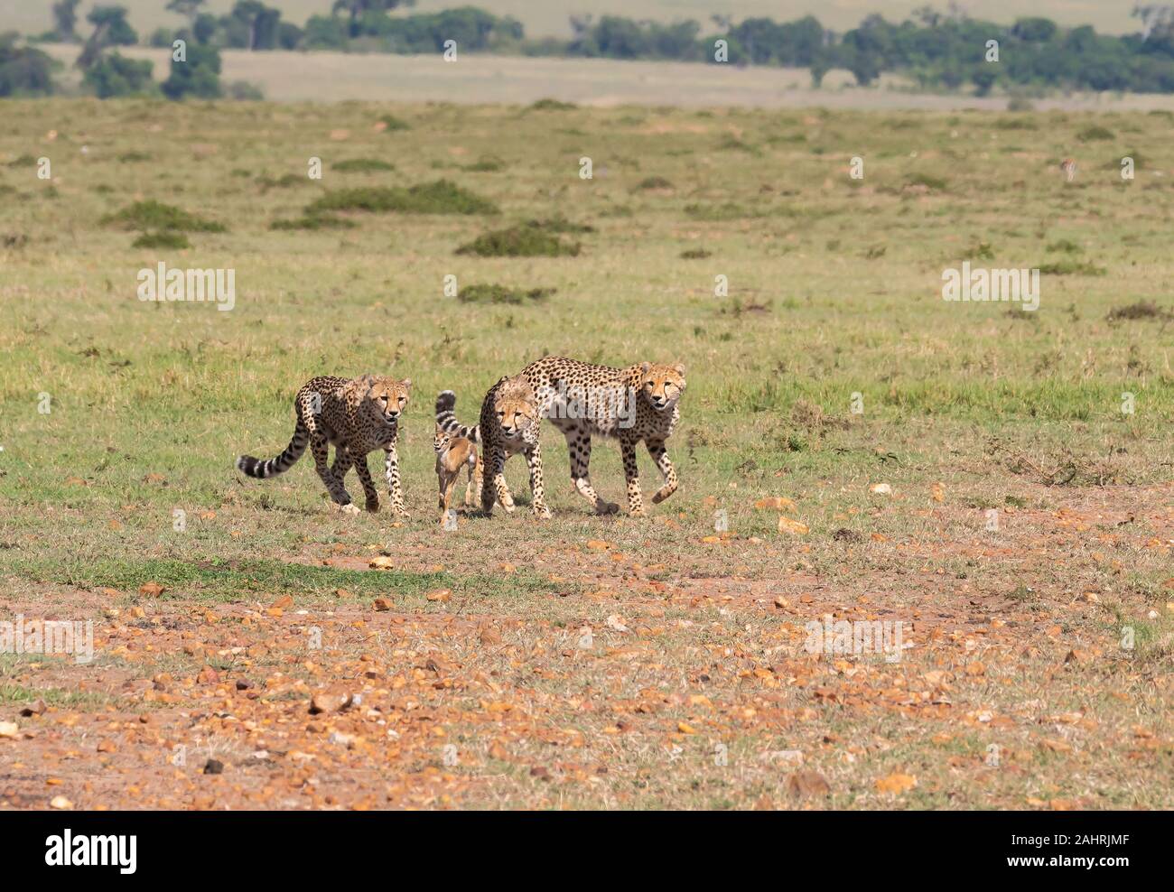 Drei Geparden jagen ein Baby Gazelle in den Ebenen Afrikas in Masai Mara National Reserve während einer Safari Stockfoto