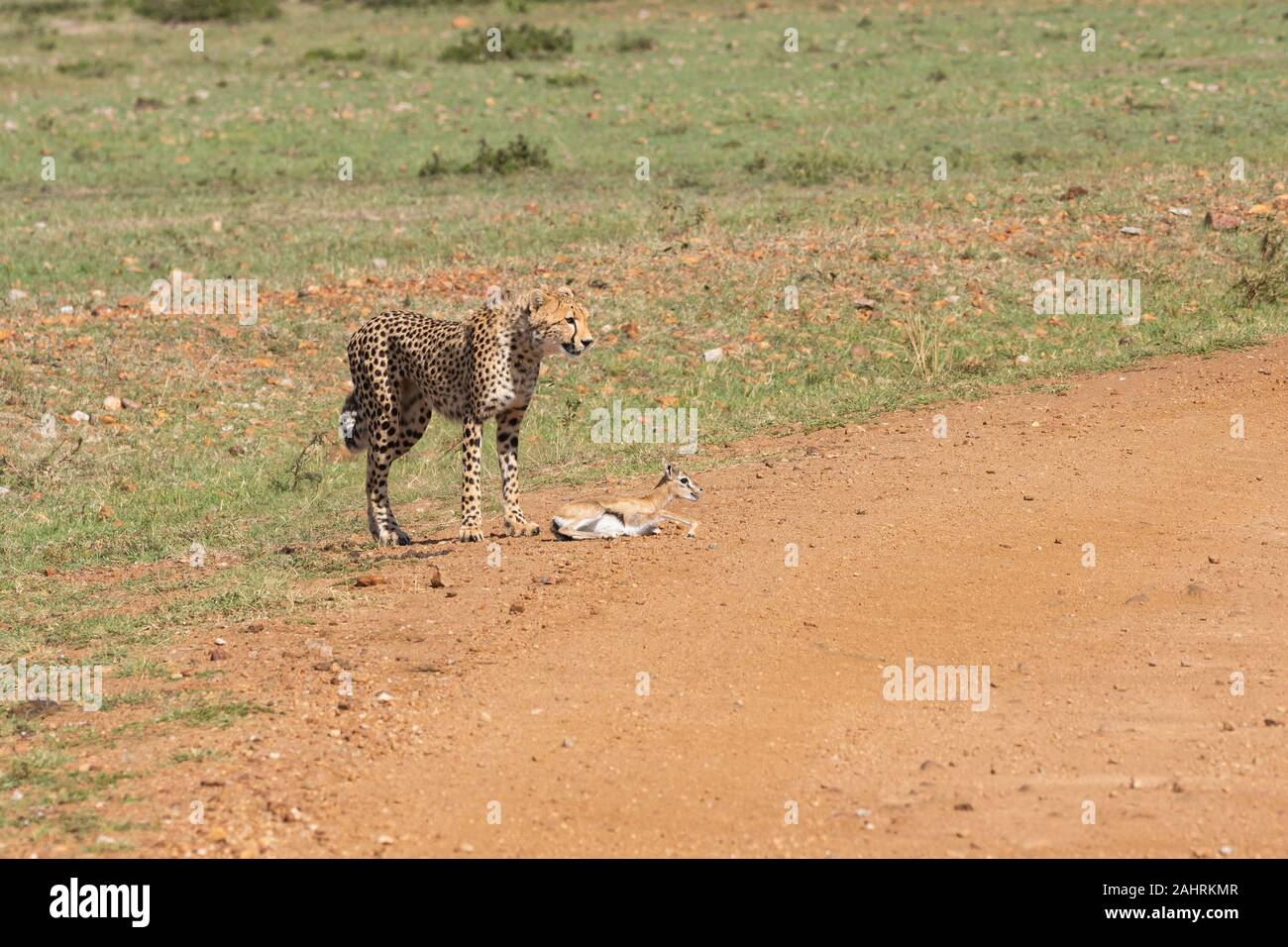 Drei Geparden jagen ein Baby Gazelle in den Ebenen Afrikas in Masai Mara National Reserve während einer Safari Stockfoto