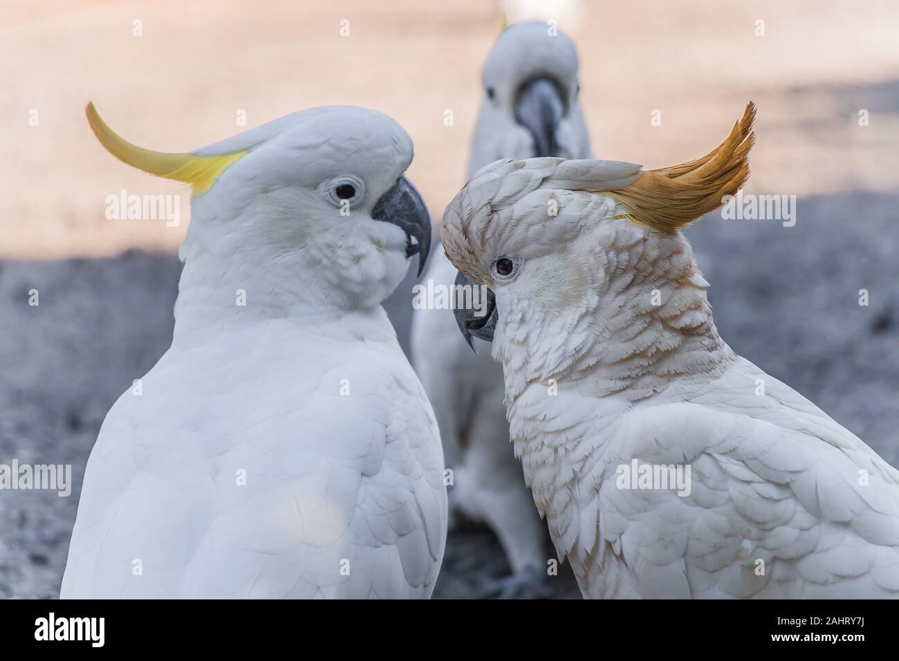 Die weißen australischen Schwefel crested Cockatoo Stockfoto