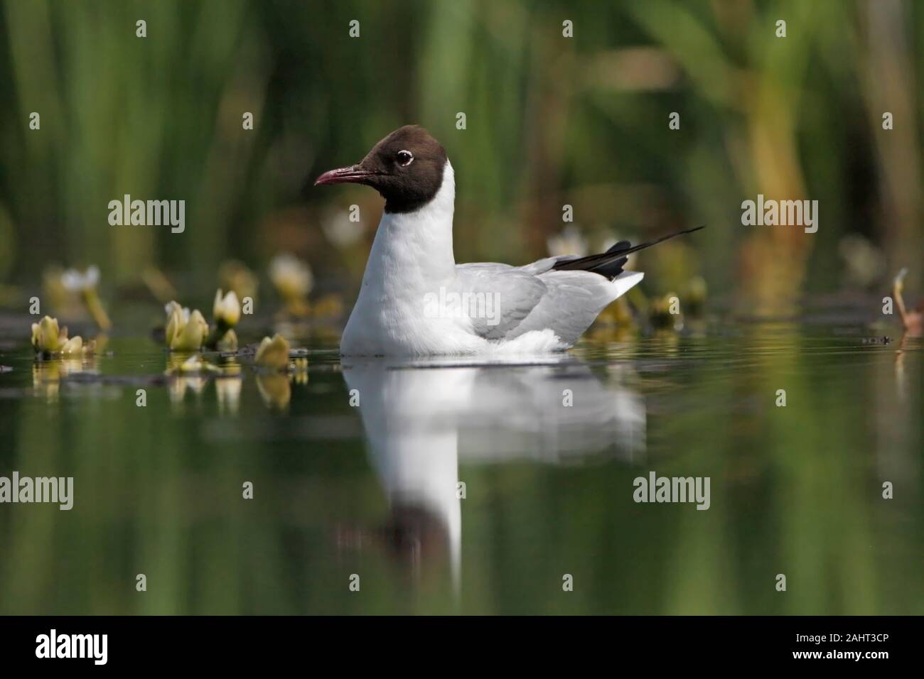 SCHWARZKOPFMÖWE (Chroicocephalus ridibundus), Möwe auf einem friedlichen Binnensee, Lincolnshire, Großbritannien. Stockfoto