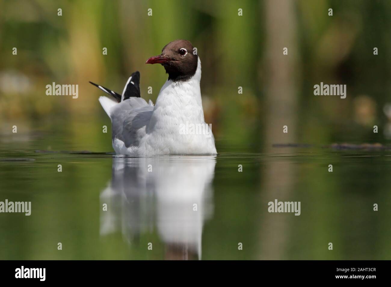 Lachmöwe, Möwe auf einem See, UK. Stockfoto