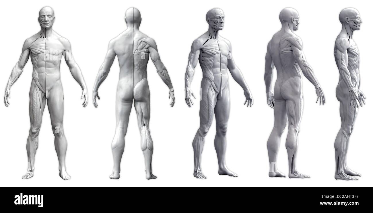 Menschliche Körper Anatomie eines Menschen in fünf Ansichten in weißem Hintergrund - 3D-Rendering Stockfoto