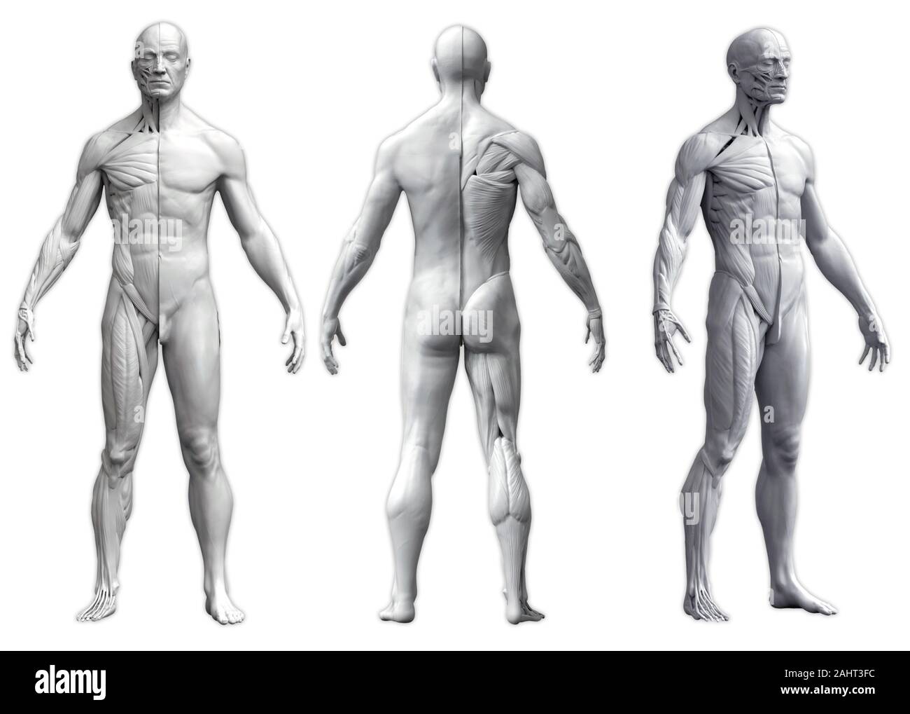 Menschliche Körper Anatomie des Menschen in drei Ansichten in weißem Hintergrund - 3D-Rendering Stockfoto