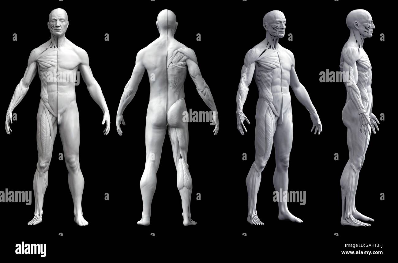 Menschliche Körper Anatomie eines Mannes in vier Ansichten im schwarzen Hintergrund isoliert - 3D-Rendering Stockfoto