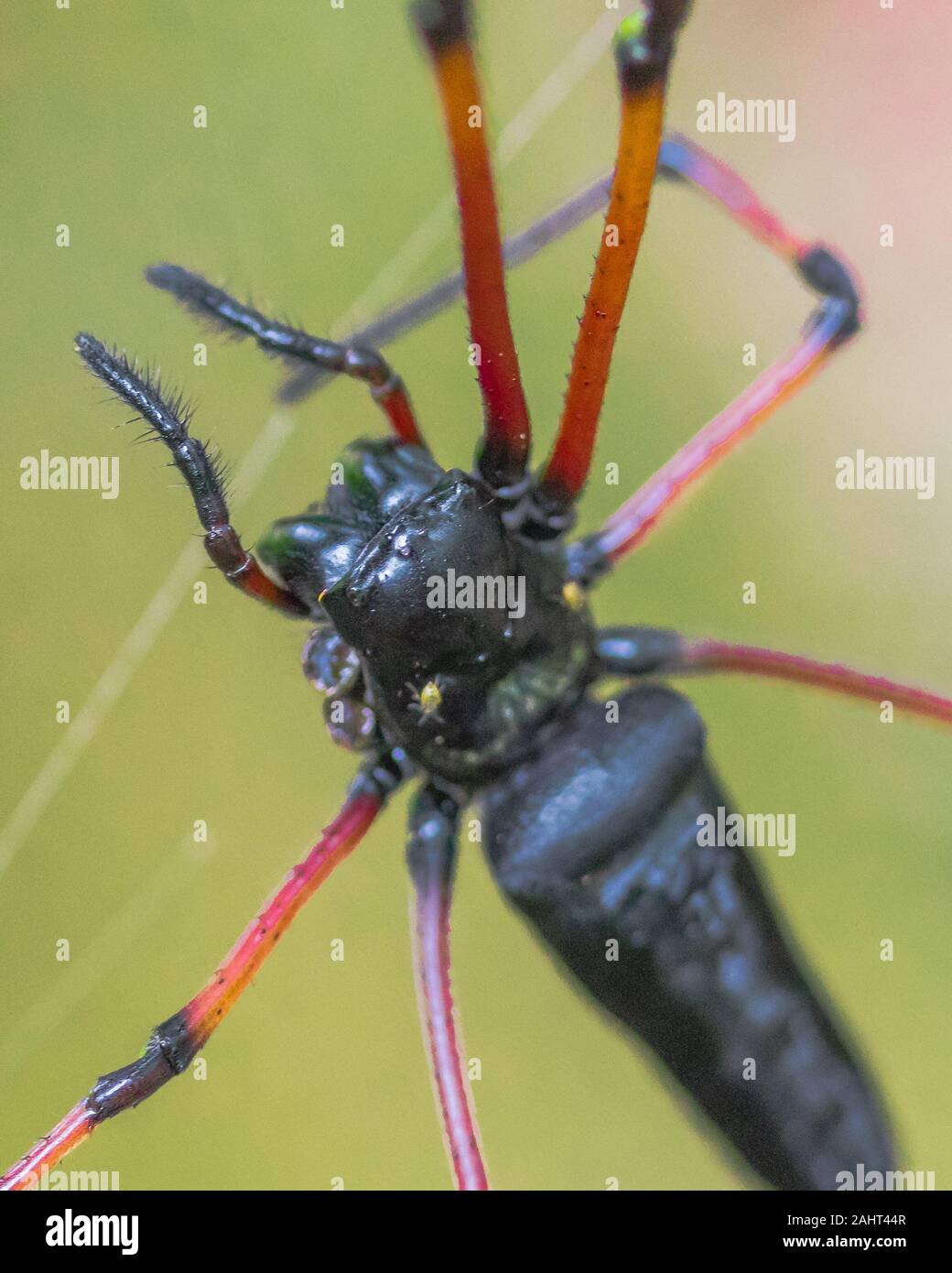 Ein schwarzer Riese hölzerne Spinne Stockfoto