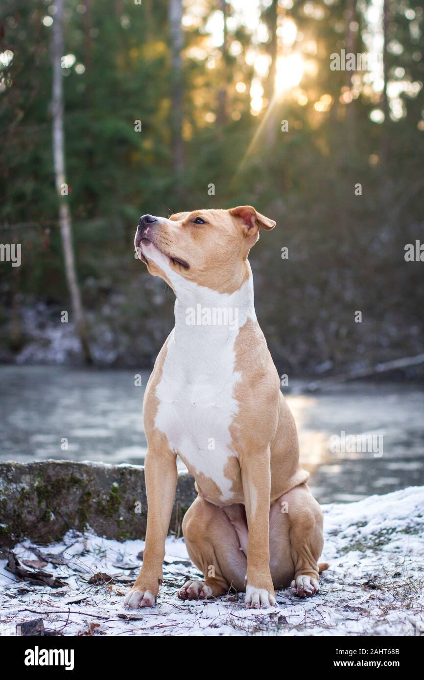 Porträt eines amerikanischen Staffordshire Terrier sitzend, gegen die Sonne Stockfoto