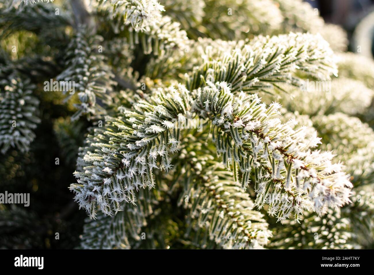 Frost am Weihnachtsbaum Stockfoto