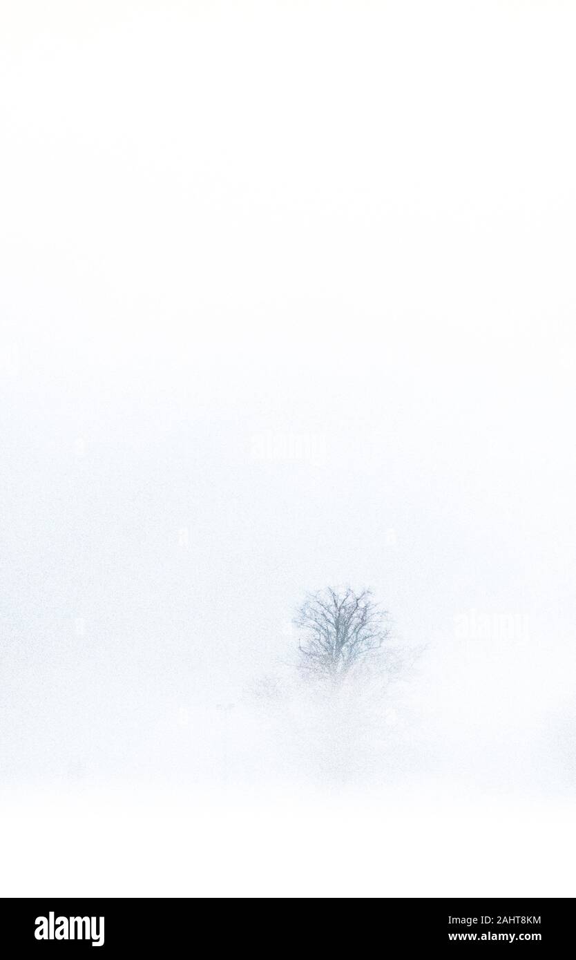 Ein Baum in einer nebligen und nebligen Landschaft. Stockfoto