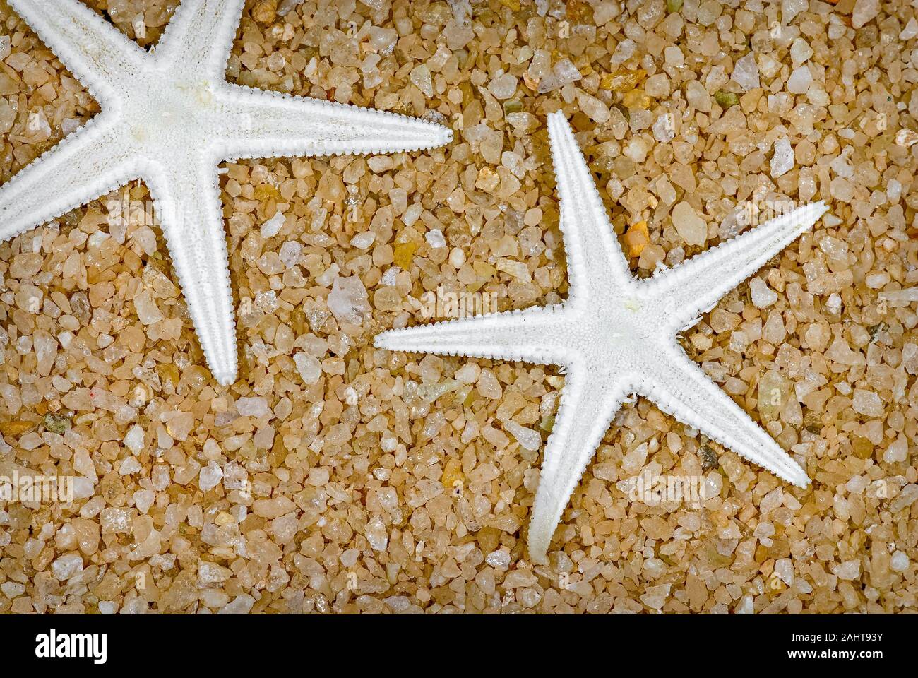 Kunst Stillleben Bild von zwei gebleicht Meer Sterne auf einem grobkörnigen Sand Hintergrund. Stockfoto