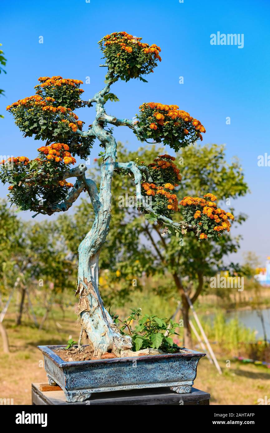 elefantenfuß blumentopf Elefantenfuß