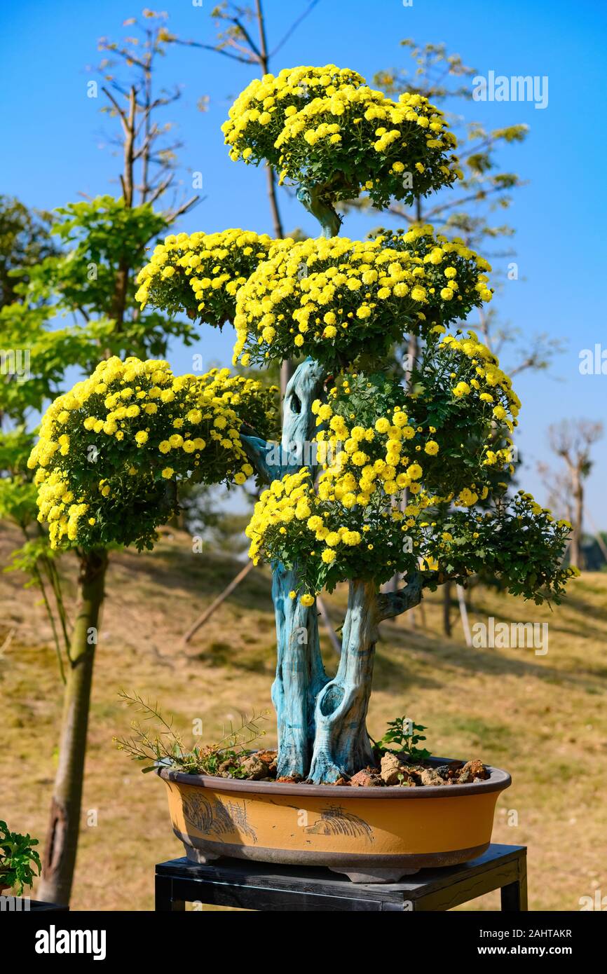 Bonsai Baum mit gelben Chrysanthemen Blumen vertikalen Zusammensetzung  Stockfotografie - Alamy