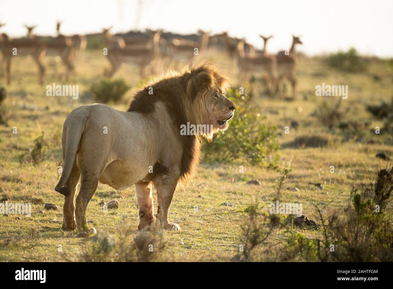 Männliche Löwe Panthera leo, Gondwana Game Reserve, Südafrika Stockfoto