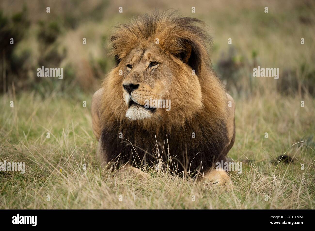 Männliche Löwe Panthera leo, Gondwana Game Reserve, Südafrika Stockfoto