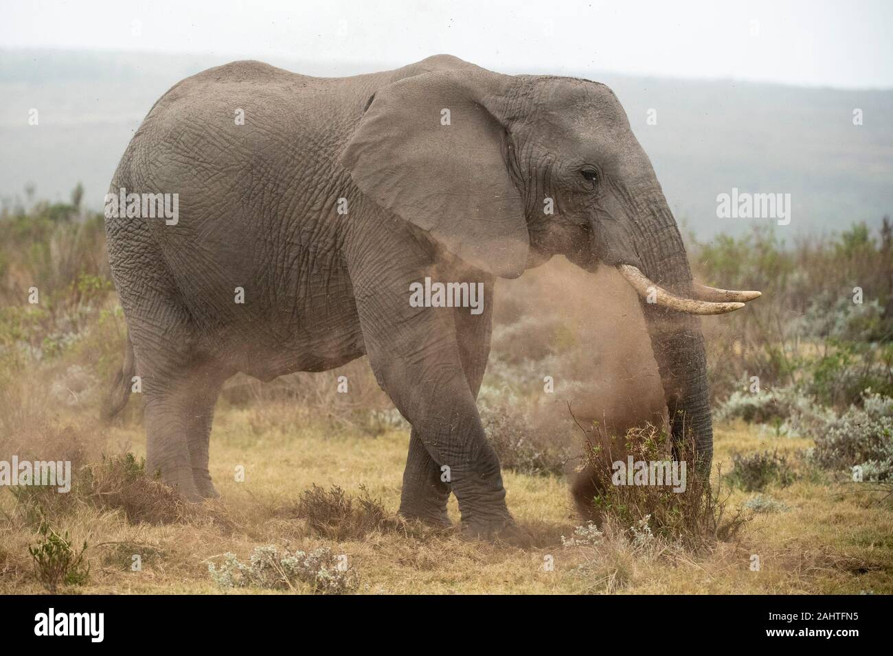 Afrikanischer Elefant, Loxodonta africana Africana, Gondwana Game Reserve, Südafrika Stockfoto