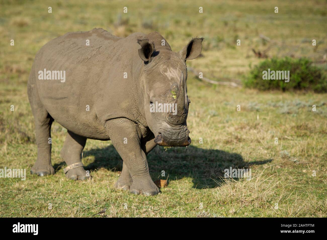 Weiss Nashorn, Rhinocerotidae), Gondwana Game Reserve, Südafrika Stockfoto