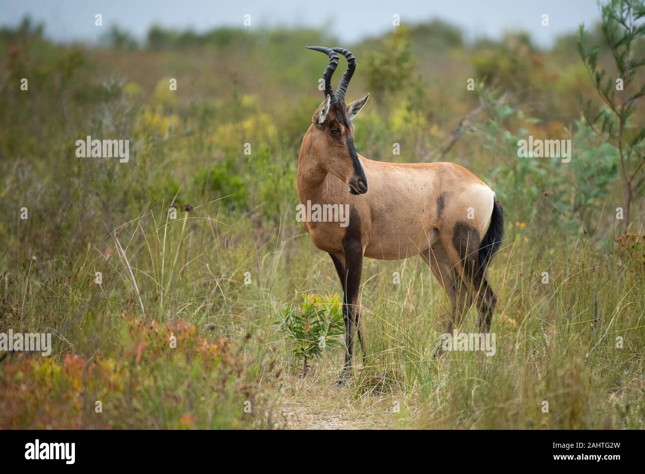 Red Hartebeest, Alcelaphus caama, Gondwana Game Reserve, Südafrika Stockfoto
