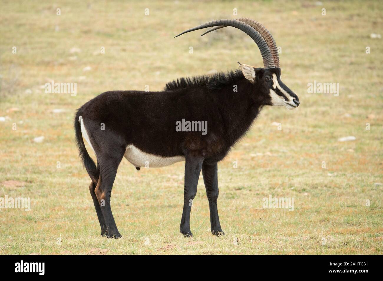 Rappenantilopen, Hippotragus Niger, Gondwana Game Reserve, Südafrika Stockfoto